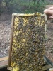 Mật ong hoa rừng nguyên chất 200gram lọ thủy tinh - ảnh sản phẩm 3