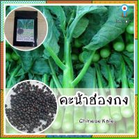 พร้อมส่ง ❗ รหัส 104 เมล็ดพันธุ์ OP แท้ คะน้า - Chinese Kale คะน้าฮ่องกง เมล็ดคะน้า กรอบมากกว่า เมล็ดพันธุ์นำเข้า ยอดขายดีอันดับหนึ่ง