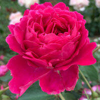 20 เมล็ด กุหลาบ นำเข้า Renaissance Rose Seeds สายพันธุ์ Isla ดอกไม้สีชมพู บานเย็น