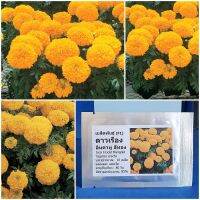 เมล็ดพันธุ์ ดาวเรือง อินคาทู สีทอง Inca ll Gold Marigold F1 Seed 10 เมล็ด คุณภาพดี ราคาถูก ของแท้