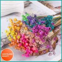 WASTELAND BEAUTY 30pcs งานฝีมือ DIY การตกแต่งบ้าน พืชธรรมชาติ ดอกไม้ประดิษฐ์ ช่อดอกไม้ ดาวดวงเล็ก มินิเดซี่