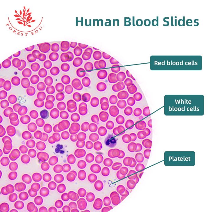 Human Histology Slides Smear Blood Higher Education Human Tissue Slide ...