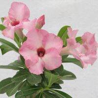 10 เมล็ด เมล็ดพันธุ์ ชวนชม สายพันธุ์ไต้หวัน ดอกสีชมพู Adenium Seed กุหลาบทะเลทราย Desert Rose ราชินีบอนไซ อัตราการงอก 80-90% มีคู่มือปลูก