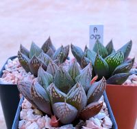 Haworthia obtusa ‘Green iguana’ กรีนอีกัวน่า A088