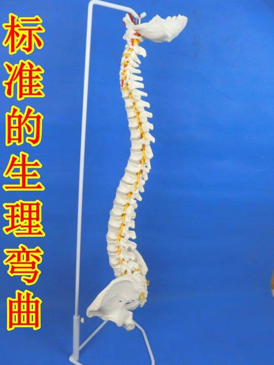 the-human-body-model-bonesetting-massage-adult-spinal-cervical-spine-lumbar-bone-model-color-spine-model