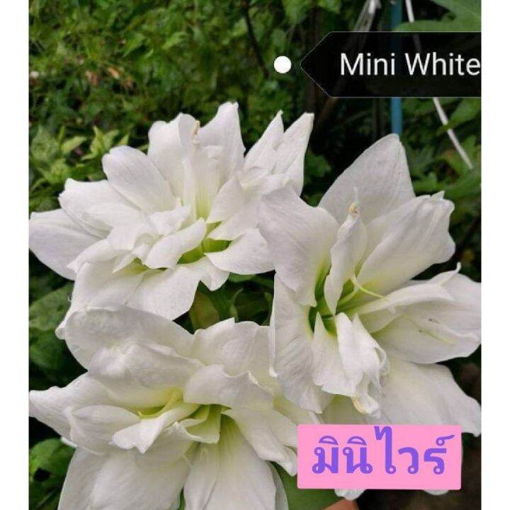 hot-ว่านสี่ทิศ-ฮอลแลนด์ชื่อ-mini-white-ดอกสวยแทงช่อดอกทุกหัว-ส่งด่วน-พรรณ-ไม้-น้ำ-พรรณ-ไม้-ทุก-ชนิด-พรรณ-ไม้-น้ำ-สวยงาม-พรรณ-ไม้-มงคล