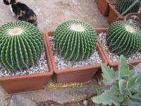 Echinocactus grussonii v inermis (5 เมล็ด)