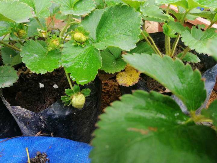 STRAWBERRY SEEDS HEAT TOLERANCE Lazada PH
