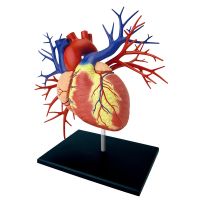 1:1 Heart 4d Master Puzzle Assembling Toy Human Body Organ Anatomical Model Medical Teaching Model