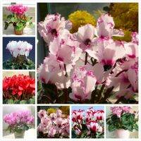 พร้อมสต็อกในประเทศไทย 50เมล็ด Mixed Colors Cyclamen Seeds Flower Seeds บอนสีหายาก เมล็ดพันธุ์ เป็นไม้พุ่ม ดอกสีสันสวยงาม เมล็ดดอกไม้สวย ต้นไม้มงคล พันธุ์ดอกไม้ เมล็ดพันธุ์ผัก ไม้ประดับ เมล็ดพันดอกไม้ เมล็ดดอกไม้สวย ผักสวนครัว บัวบกโขด