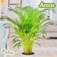 [ต้น ปาล์ม] Areca Palm หมาก ไม้ใบ ไม้ดอก ไม้ประดับ ไม้ด่าง ไม้สวยๆ ใบใหญ่ ไม้ฟอกอากาศ ไม้เลี้ยงในร่ม ไม้ร่ม ใบด่าง ของขวัญ