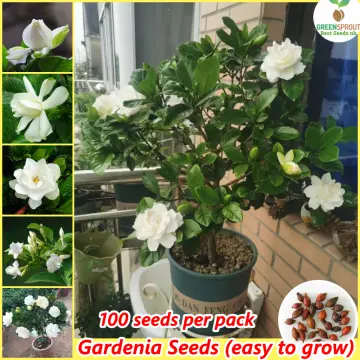 Shop Cape Jasmine Seeds online - Aug 2022 