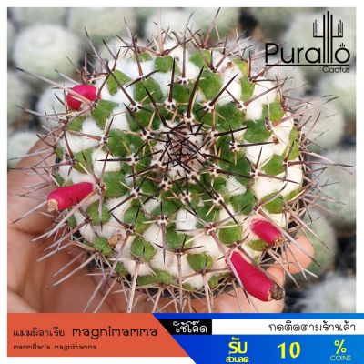 HOT** ต้นเพชร แมมมิลาเรีย magnimamma #แมมมิลาเรีย #mammillaria #cactus #แคคตัส ส่งด่วน พรรณ ไม้ น้ำ พรรณ ไม้ ทุก ชนิด พรรณ ไม้ น้ำ สวยงาม พรรณ ไม้ มงคล