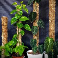 Self-watering Moss Pole For Plant Monstera Plants Support Trellis For Big Climbing Plants Plants Growing Stakes Sphagnum