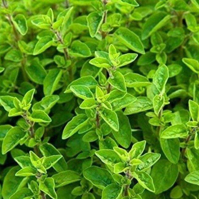 50 Seeds (buy 2 get 1 free) Marjoram Or Sweet Marjoram Herb for Sale Easy To Planting In Local