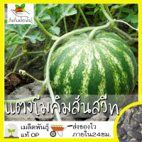 เมล็ดพันธุ์ แตงโมคิมสันสวีท 30 เมล็ด Crimson Sweet Watermelon Seed เมล็ดพันธุ์แท้100% นำเข้าจากต่างประเทศ ปลูกผัก สวนครัว ราคาถูก