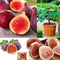 ปลูกง่าย ปลูกได้ทั่วไทย 100pcs Fig Seeds Tropical Ficus Carica Seeds Bonsai Rare Fruit Seed Home Planting Flower Seeds Vegetable Live Plants Air Plant Seed Benih Tree Pokok Bunga