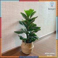 ลดพิเศษ!!! ต้นไทรใบสัก (fiddle fig leaf)​ สูง 65 CMต้นไม้ประดิษฐ์​ ต้นไม้ปลอม ต้นไทรถูก ตกแต่งบ้าน ตกแต่งห้อง ยอดขายดีอันดับหนึ่ง