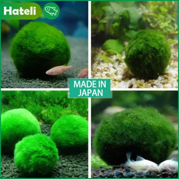 SG READY STOCK, Marimo Moss Ball Pets Underwater Aquarium Moss Ball