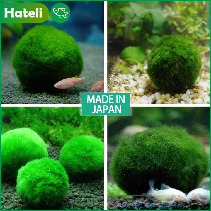 3-4cm Marimo Moss Balls Live Aquarium Plant Algae Fish Shrimp Tank