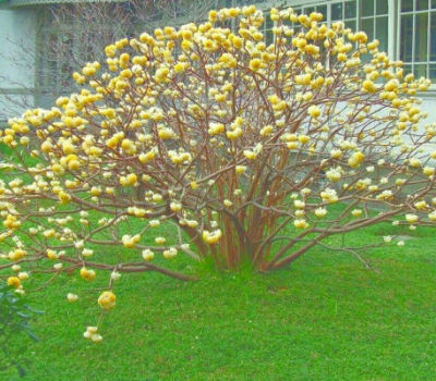 ต้น เปเปอร์บุช (Paperbush) สูง 80-100 ซ.ม. ดอกสีเหลือง กลิ่นหอม ต้นไม้นำเข้า