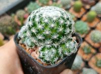 แมมดูไวไร้หนาม Mammillaria duwei F.Inermis กระบองเพชร แคคตัส ไม้อวบน้ำ cactus&amp;succulents