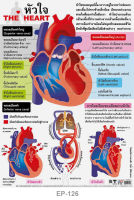 โปสเตอร์เรื่องหัวใจ #EP-126 โปสเตอร์พลาสติก PP สื่อการเรียนรู้
