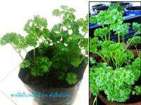 พาร์สลี่ย์ (Parsley) ต้นพันธ์ุพาร์สลี่ย์ 4-5 ต้น