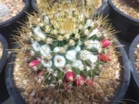 ?แมมเข็มทอง?  Mammillaria nivosa ขนาด 3-5 ซม. ต้นแคคตัส ต้นกระบองเพชร (กรุณาอ่านรายละเอียดก่อนทำการสั่งซื้อครับ)