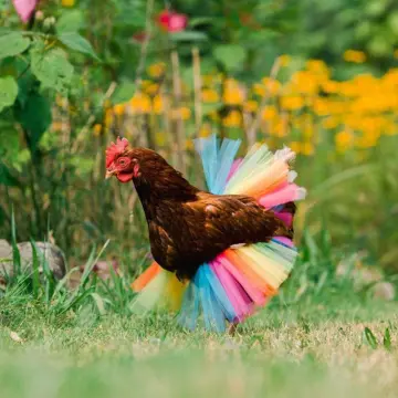 Premium Photo | Chicken wearing a dress