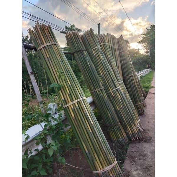 Bamboo stick Buho Kawayan Plant Support Plant Stick Plant Pole Base for