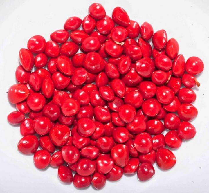 100gr Biji Saga Merah Pohon Taman Asri Shop Lazada Indonesia