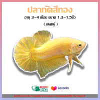 ปลากัดสีทอง พันธุ์หางสั้น เพศผู้ เกรดA+