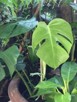 Philodendron Monstera มอนสเตร่า ไม้ฟอกอากาศไม้ประดับ ต้องการแดดน้อย ดูแลง่ายขนาดกระถาง 6 นิ้ว*****ภาพตัวอย่างต้นไม้แต่ละต้นมีลักษ