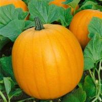 เมล็ดพันธุ์ ฟักทองฮาโลวีน แจ๊คโอแลนเทิร์น (Jack OLantern Pumpkin Seed) บรรจุ 20 เมล็ด คุณภาพดี ของแท้ 100%