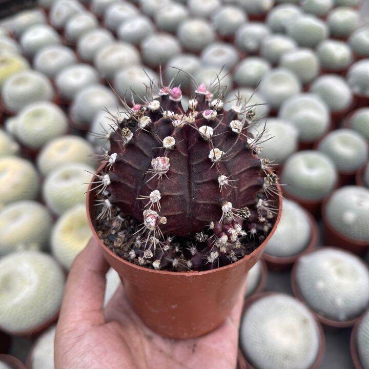 plants-center-พร้อมส่ง-zimd-กระบองเพชร-แคคตัส-cactus-gymnocalycium-mihanovichii-f-rubra-purple-6-7cm-grafting-ไม้ตัดกราฟ