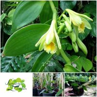 ?ต้นวานิลา Vanilla (Vanilla Planifclia Variegata)  วานิลา ไม้ฟอกอากาศไม้คลุมดิน ไม้เลื้อย ไม้แต่งสวน?