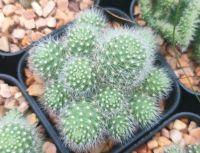 รีบูเทียดอกสีขาว Rebutia pulvinosa แคคตัส รีบูเทียดอกสีขาว ฟอร์มกอ