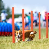 Dog Training Product Equipment Portable Dogs Jumping Tool Outdoor Dogs Running Stake Sports Stakes Pole Agility Equipments