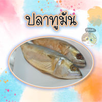 สินค้าคุณภาพ ปลาทูมัน ปลาทูหอม จากแม่กลอง สด ใหม่ รับประกันความอร่อย บรรจุแพ็คละ 2 ตัว ไซส์จัมโบ้ ปลาทู