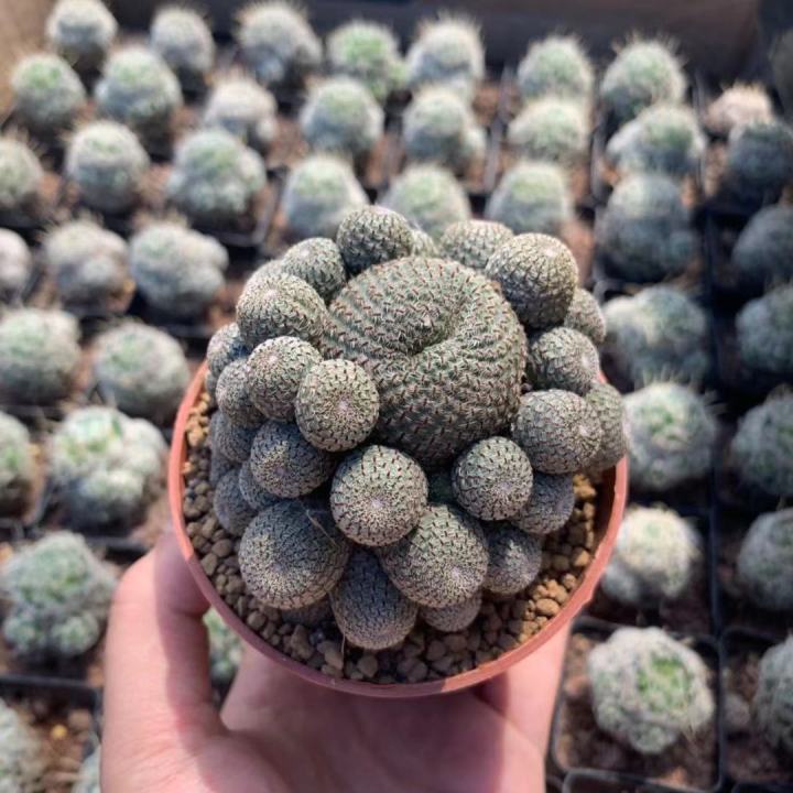 plants-center-พร้อมส่ง-กระบองเพชร-แคคตัส-cactus-rebutia-heliosa-ฟอร์มกอ-2-3cm-7-7cm-9-10cm