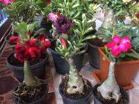 12 เมล็ด เมล็ดพันธุ์ ชวนชม สายพันธุ์ฮอลแลนด์ คละสี Adenium Seed กุหลาบทะเลทราย Desert Rose ราชินีบอนไซ อัตรางอก 80-90%