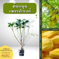 ต้นขนุนเพชรดำรงค์ สูง100-200 ซม. (เกรดพรีเมียม รับประกันพันธุ์แท้100%)ซังหุ้มยวงมีน้อย เนื้อสุกไม่เละ รสชาติหวานกรอบ มีกลิ่นหอมอร่อยมาก