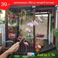 โปรสุดคุ้ม ดอกคอสมอส ปลอม(สีม่วง) ขายเป็นก้าน 1ก้านมี5ดอก ดอกไม้ประดิษฐ์​ ช่อดอกไม้ปลอม ดอกไม้ปลอม ถูกที่สุด สุดคุ้ม ดอกไม้ปลอมสวยๆ ดอกไม้ปลอมใหญ่ ดอกไม้ ปลอม แต่ง ห้อง ดอกไม้ปลอมพระ