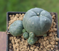 โลโฟโฟร่า/ติดด่าง(Lophophora)/เลือกต้นได้  แคคตัสไร้หนาม กระบองเพชร จัดส่งแบบถอดราก