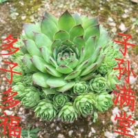 [COD] Avalokitesvara lotus with many sons and grandchildren cubs group of old piles purple peony longevity grass orange ball indoor office succulent