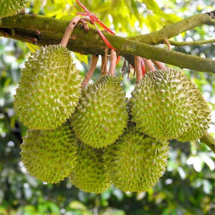 Durian seeds fruit trees planted in the south of Musang King Thailand