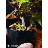 ( โปรสุดคุ้ม... ) เมเปิ้ลสายพันธ์ Benishidori maple japanese bonsai. ราคาถูกสุด พรรณ ไม้ น้ำ พรรณ ไม้ ทุก ชนิด พรรณ ไม้ น้ำ สวยงาม พรรณ ไม้ มงคล