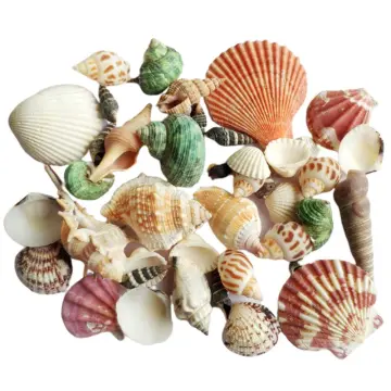 11pcs Hermit Crab Shells Medium Small Growth Turbo Seashells Sea Shell For  Hermit Crabs