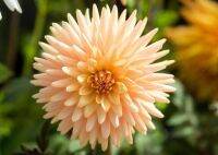 1 หัว/ออเดอร์ รักเร่ Dahlia Bulb สายพันธุ์ Embrace หัวรักเร่ ดอกไม้ หัวหน่อ เหง้า นำเข้า เนเธอร์แลน หัวสดใหม่